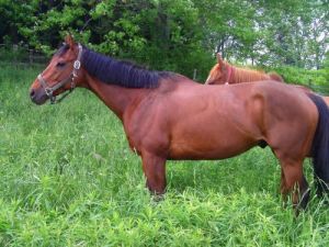 Sam: Thoroughbred, Horse; Omemee, ON