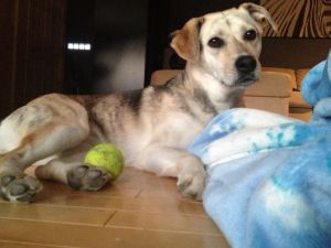 Adoptable Dog Calgary