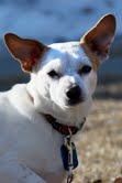 Adoptable Dog Calgary