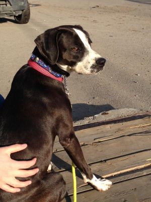 Adoptable Dog Calgary