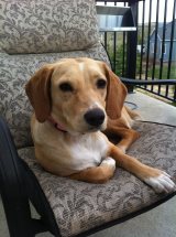 Adoptable Dog Calgary
