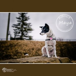 Adoptable Dog Calgary