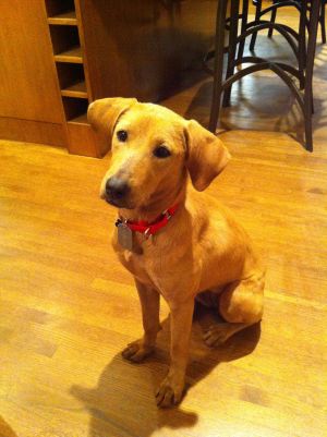 Adoptable Dog Calgary