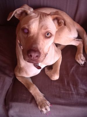Adoptable Dog Calgary