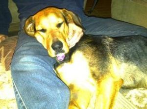 Adoptable Dog Calgary