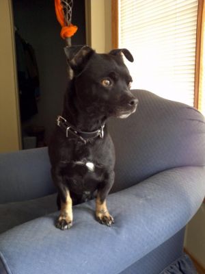 Adoptable Dog Calgary