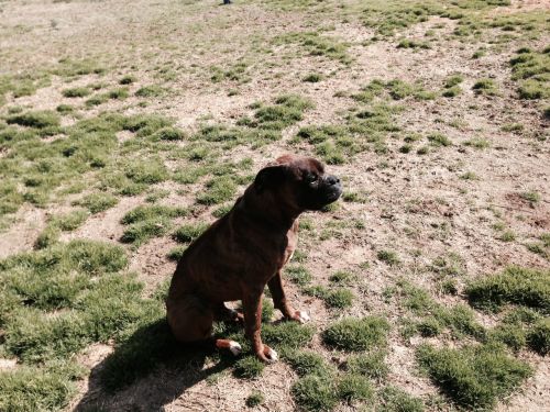 . Brody .