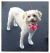 Dolly