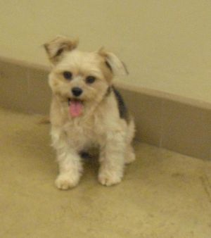 Buddy: Shih Tzu, Dog; Wickenburg, AZ