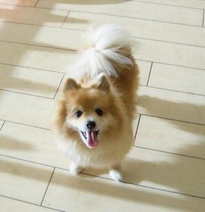 bo the pomeranian