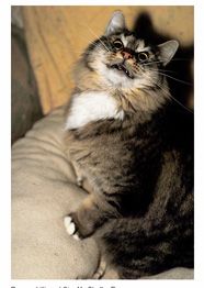 Thunder Tabby - Brown Cat