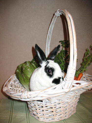 OREO Rex Rabbit