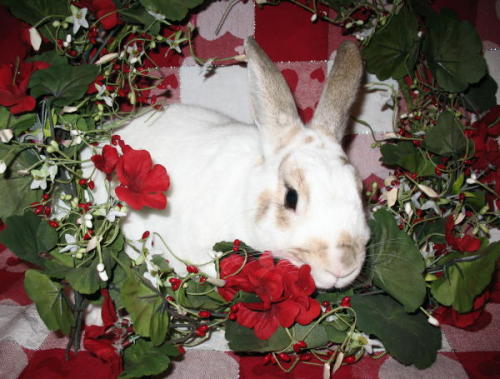 PARKER Bunny Rabbit Rabbit