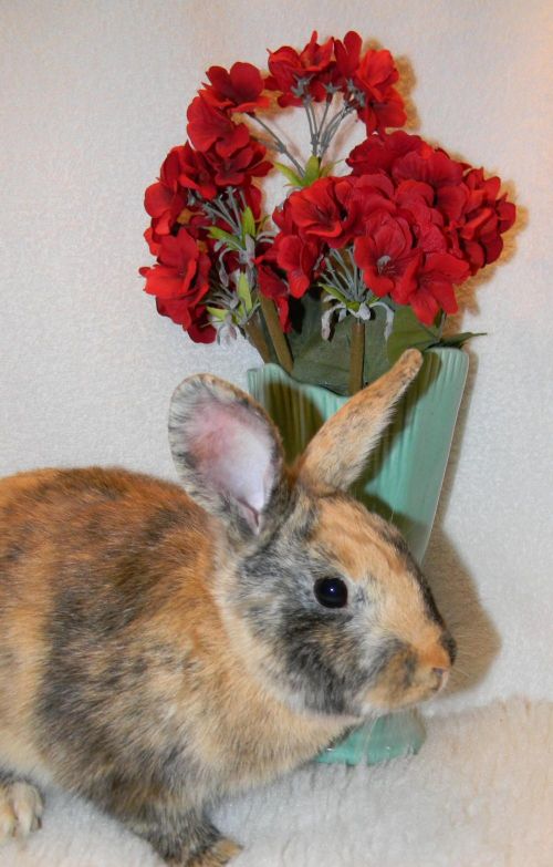 Buster Harlequin Rabbit