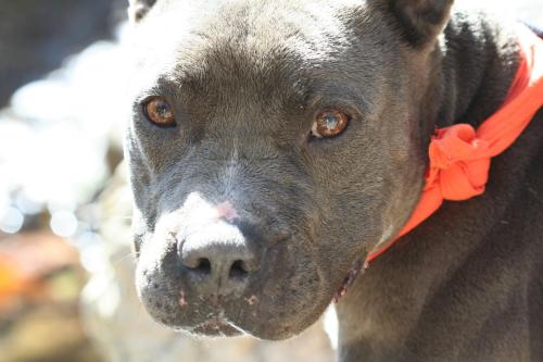 Joey American Staffordshire Terrier Dog