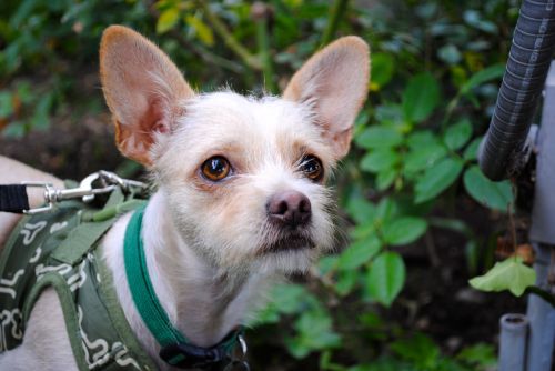 BeBe Terrier Dog