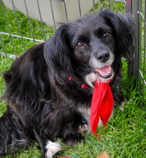 Jewel Chihuahua - Spaniel Dog