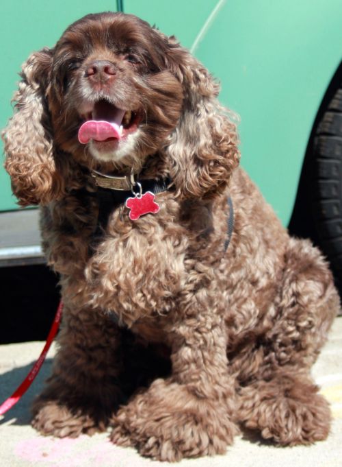 Coco Cocker Spaniel Dog