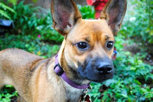 Basenji Chihuahua