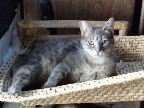Silver Tabby - Grey Cat