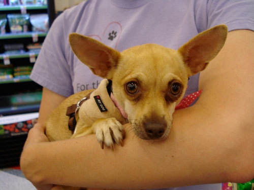 Daisy Chihuahua Dog