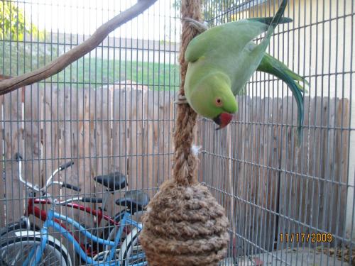 Kiwi Ringneck/Psittacula Bird