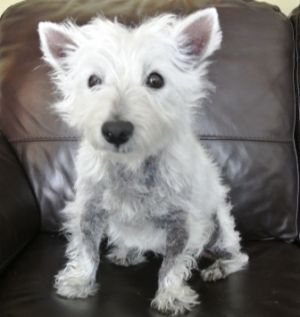 Madeline: West Highland White Terrier Westie, Dog; Huntington Beach, CA