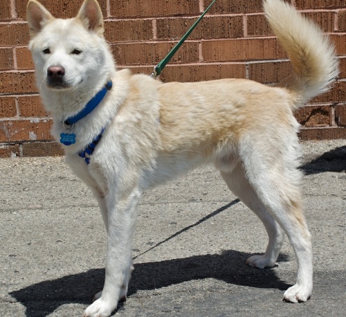 jindo husky mix