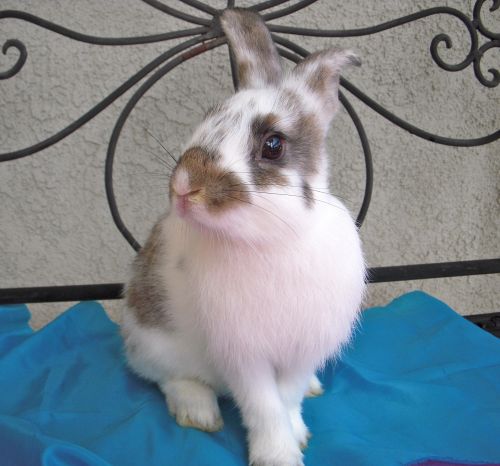 Leilani Netherland Dwarf Rabbit