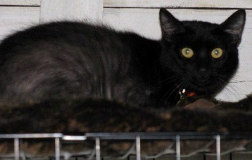 Hair-Black - Tonkinese Cat