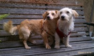 Cookie and Mr Snuggles, a bonded pair: American Water Spaniel, Dog; San Diego, CA