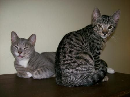 Winky Domestic Short Hair - Tabby Cat