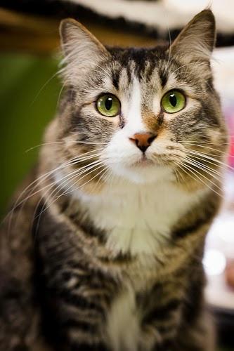 Bella Domestic Medium Hair - Tabby Cat