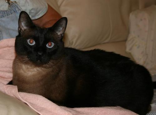 Babie Siamese Cat