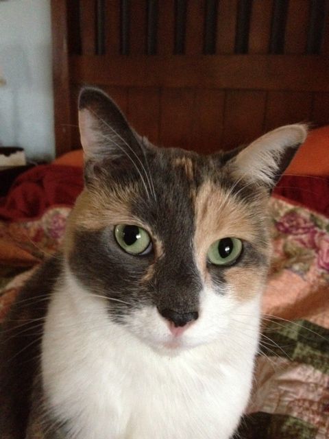 Patches Dilute Calico - Domestic Short Hair Cat