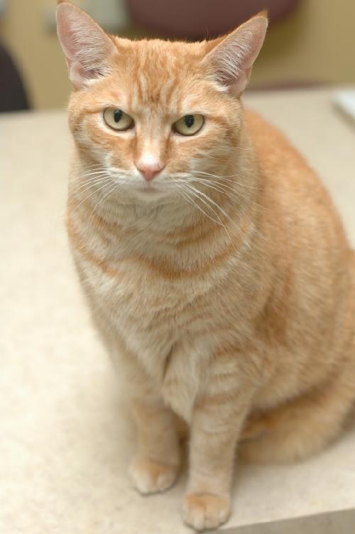 Kimmy Kat Domestic Short Hair - Tabby Cat