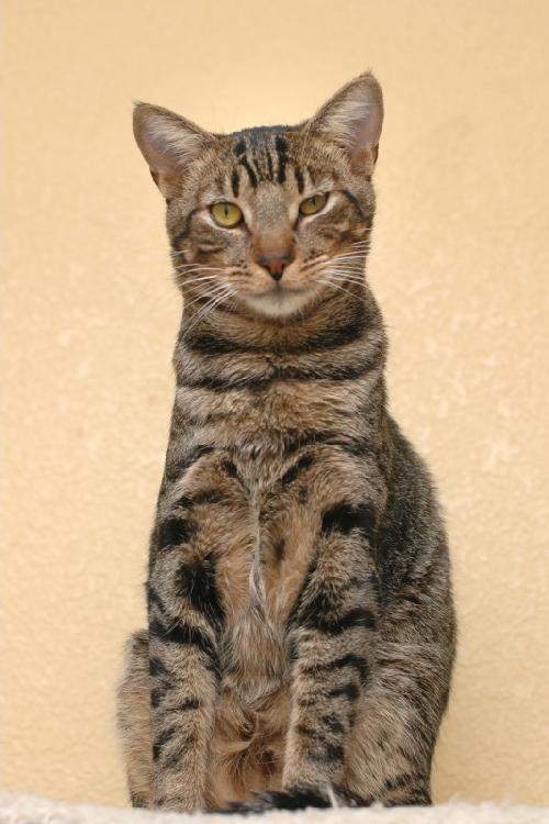 Lennox Domestic Short Hair - Tabby Cat