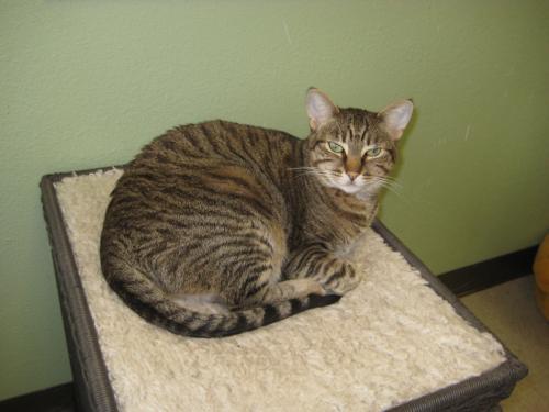 Madeleine Olivia Domestic Short Hair Cat
