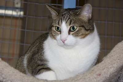 Beaver Tabby - Brown Cat