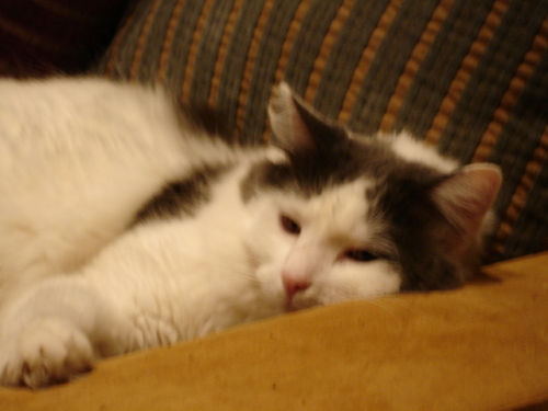 Mickey Domestic Long Hair - Gray And White - Turkish Van Cat