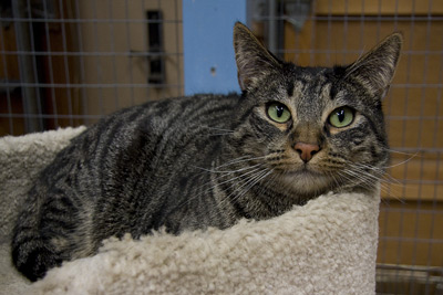 Tiki Domestic Short Hair - Tabby - Brown Cat