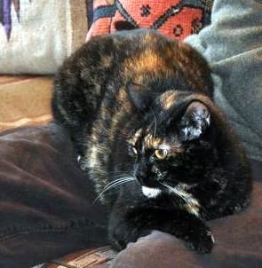 Polly Tortoiseshell Cat