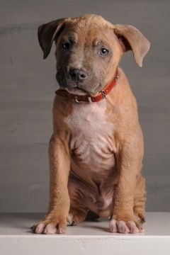 Mojo: American Bulldog, Dog; Oakland, CA