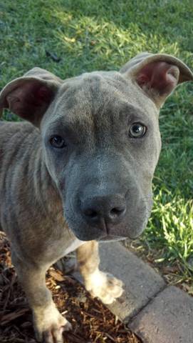 Rose: American Bulldog, Dog; Richmond, CA