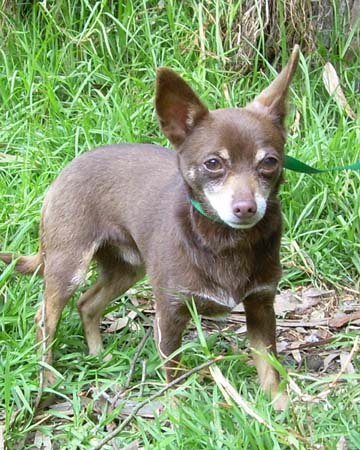 Leo Chihuahua - Miniature Pinscher Dog