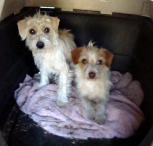 Bart, Bess and Brie: Jack Russell Terrier (Parson Russell Terrier), Dog; LINDSAY, CA