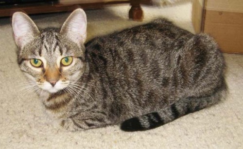 Poppy Domestic Short Hair - Tabby - Brown Cat