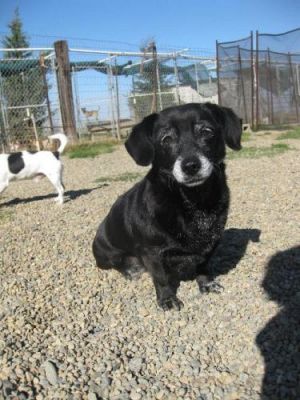 Chiquita: Dachshund, Dog; Elk Grove, CA