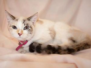 Calico Point Siamese