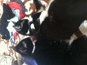 . Stacy and Macy .